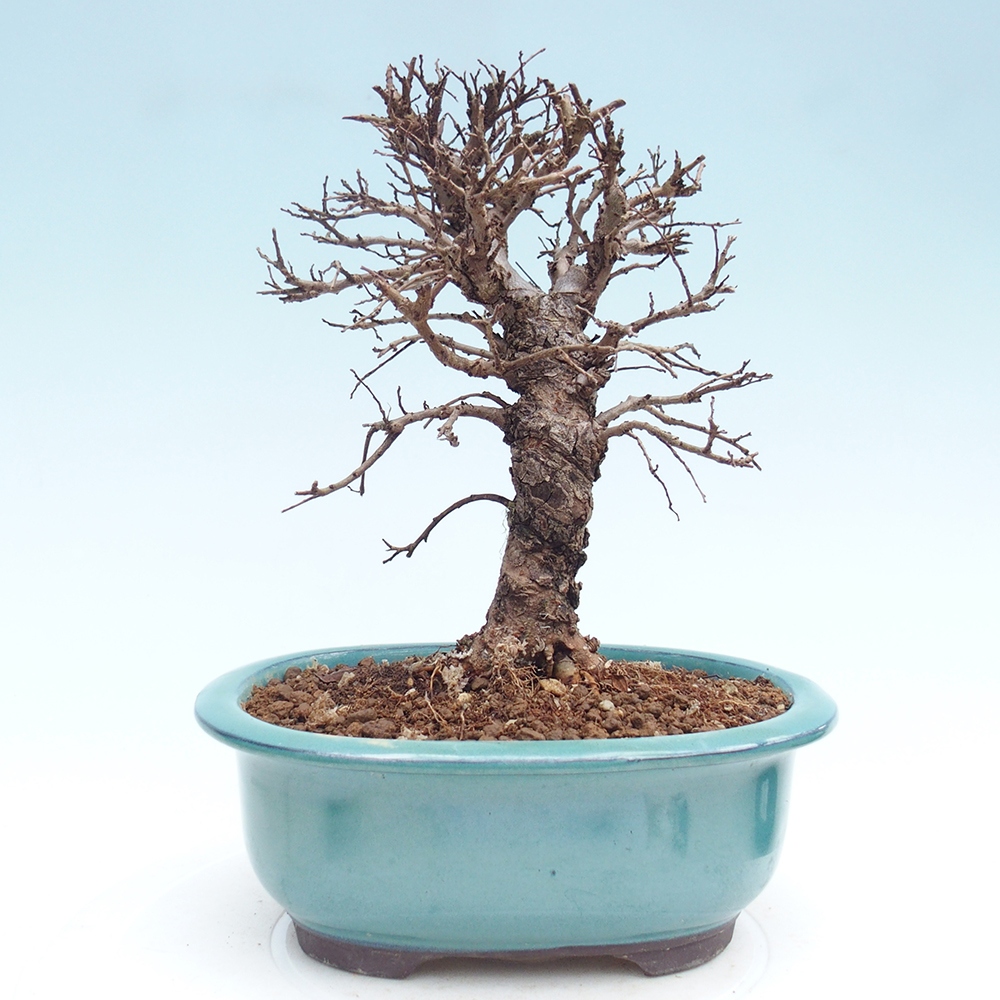 Bonsai für draußen - Zelkova - Zelkova NIRE