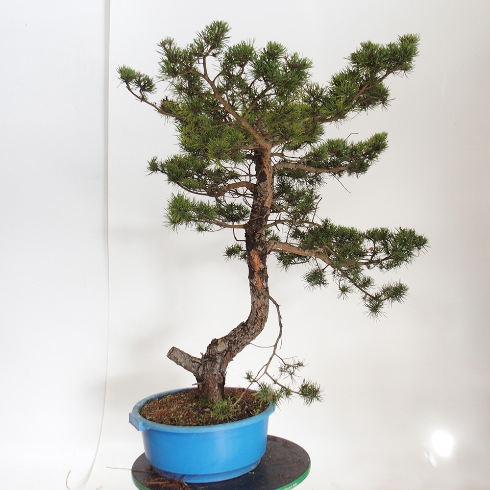 Yamadori - Pinus sylvestris Spanien
