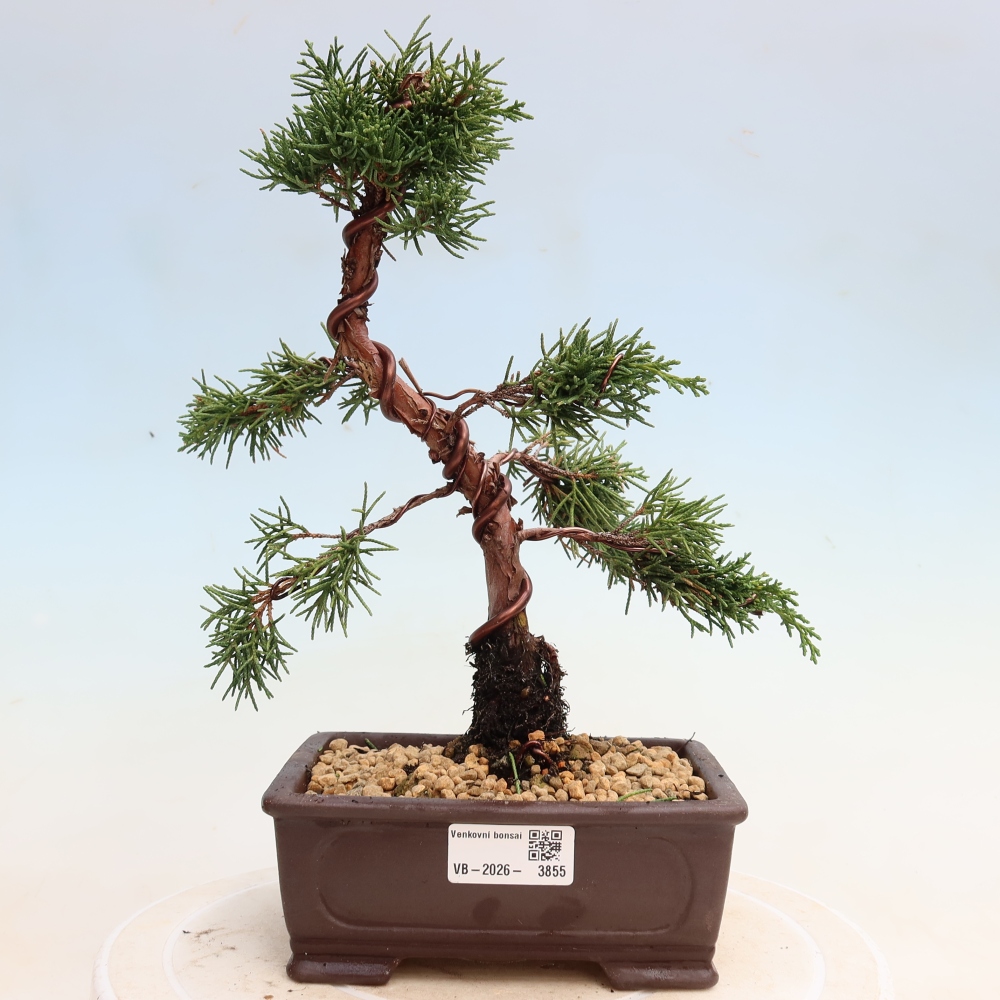 Bonsai für draußen - Juniperus chinensis Kishu