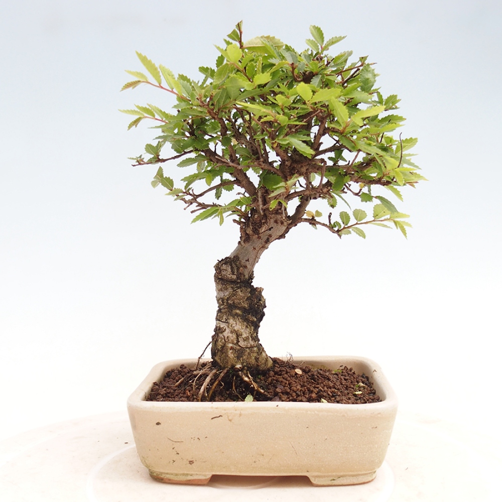 Bonsai für draußen - Zelkova - Zelkova NIRE