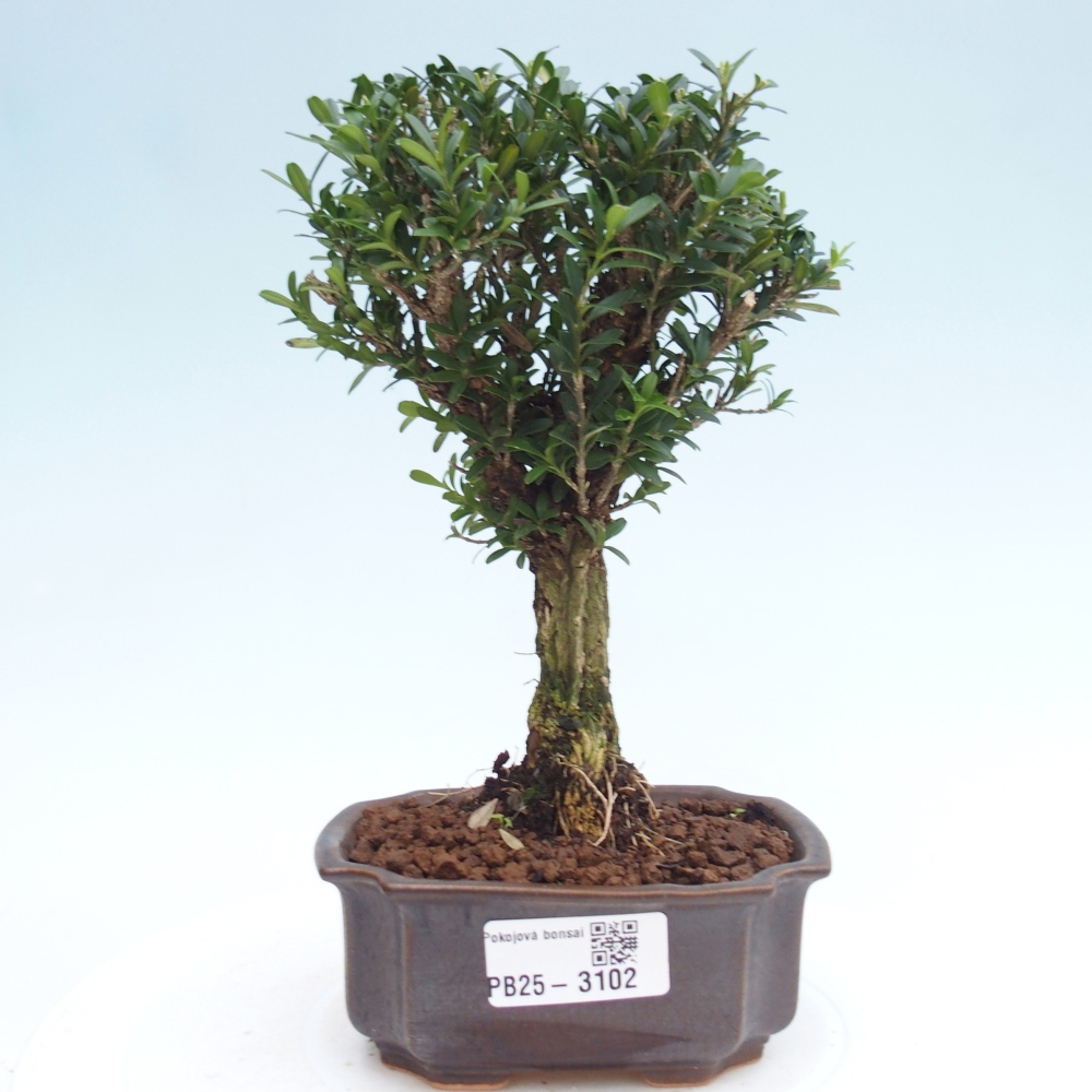 Zimmer Bonsai - Buxus harlandii - Korkbuxus