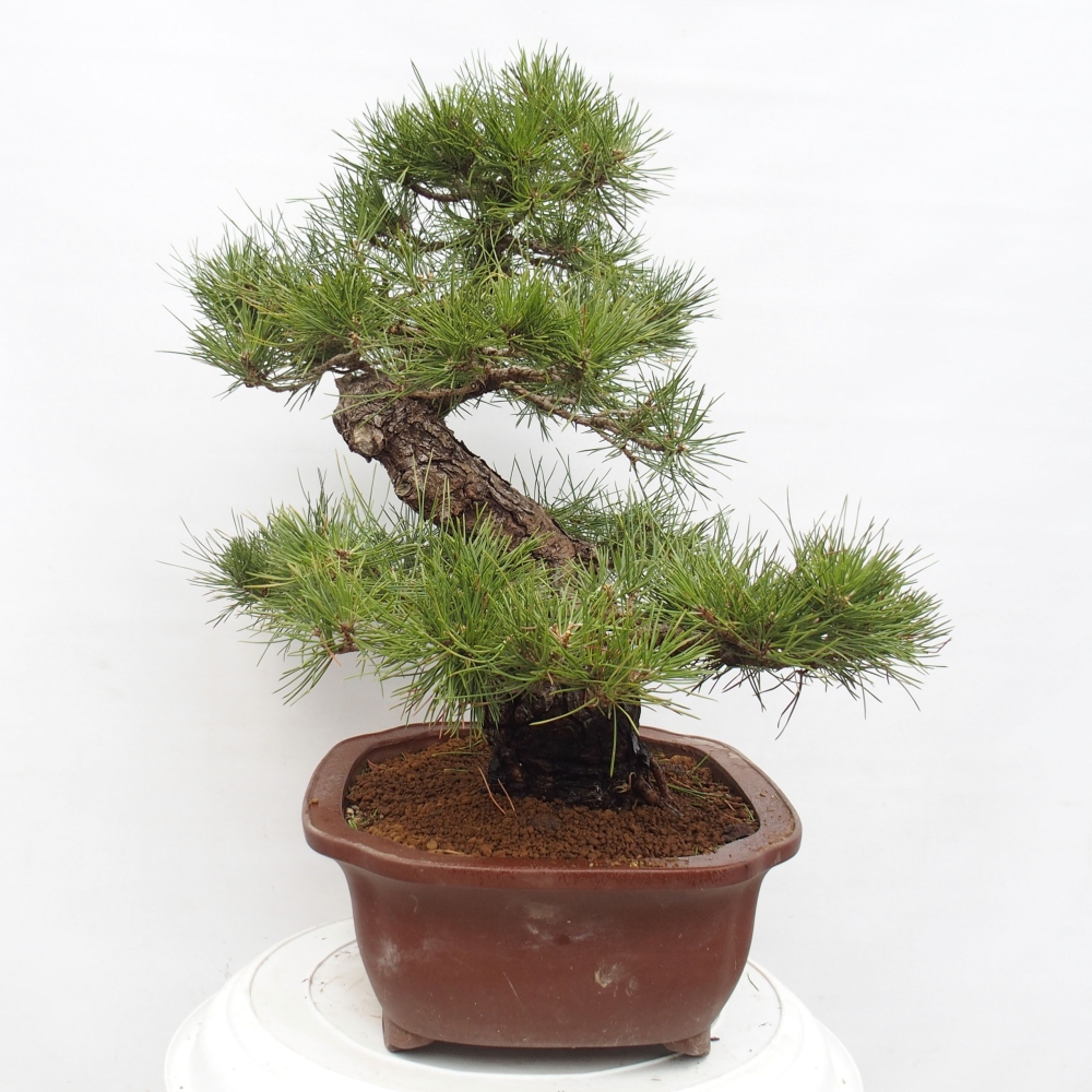 Bonsai für draußen - Pinus thunbergii - Thunberg-Kiefer
