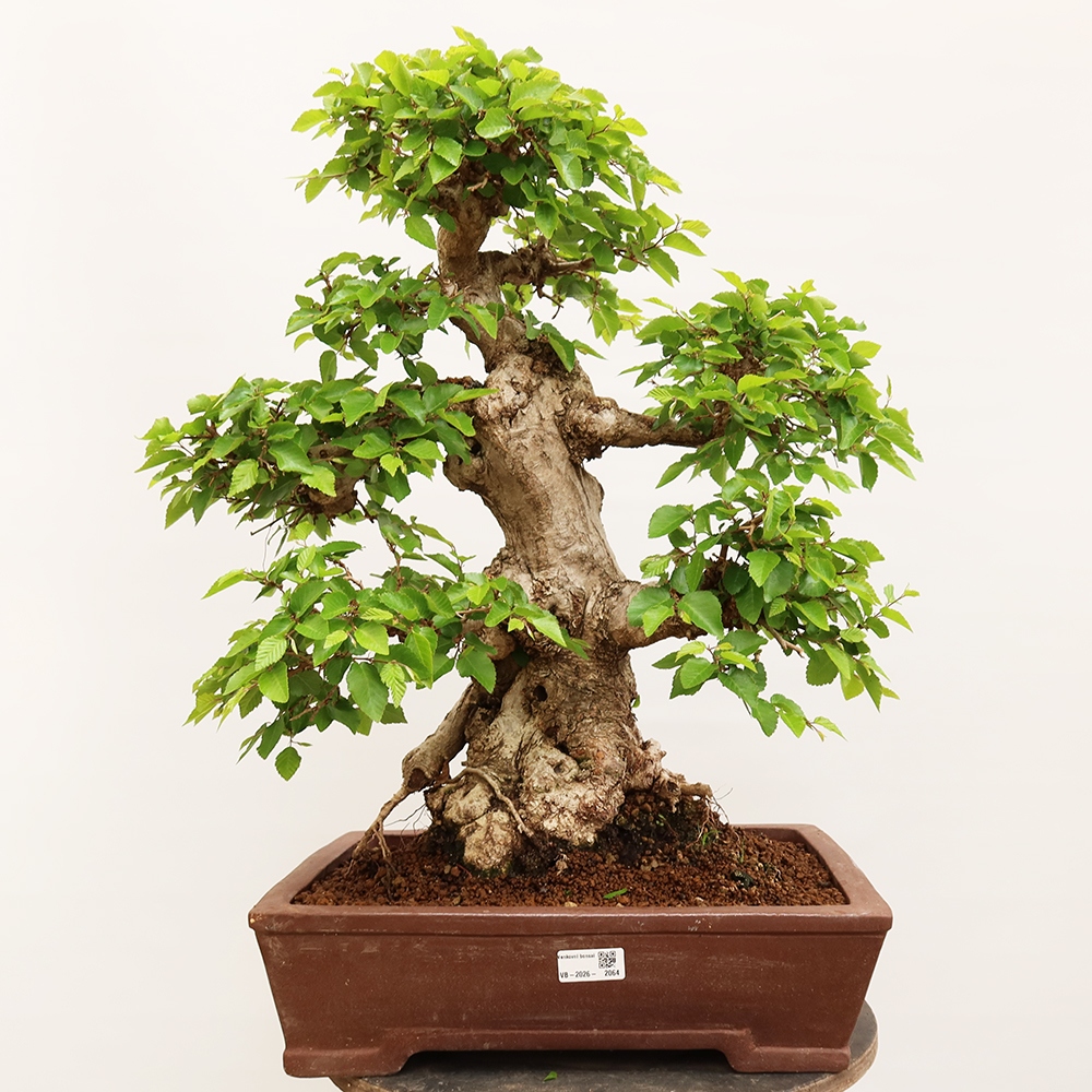 Bonsai für draußen - Karpinus Coreana - Koreanische Hainbuche