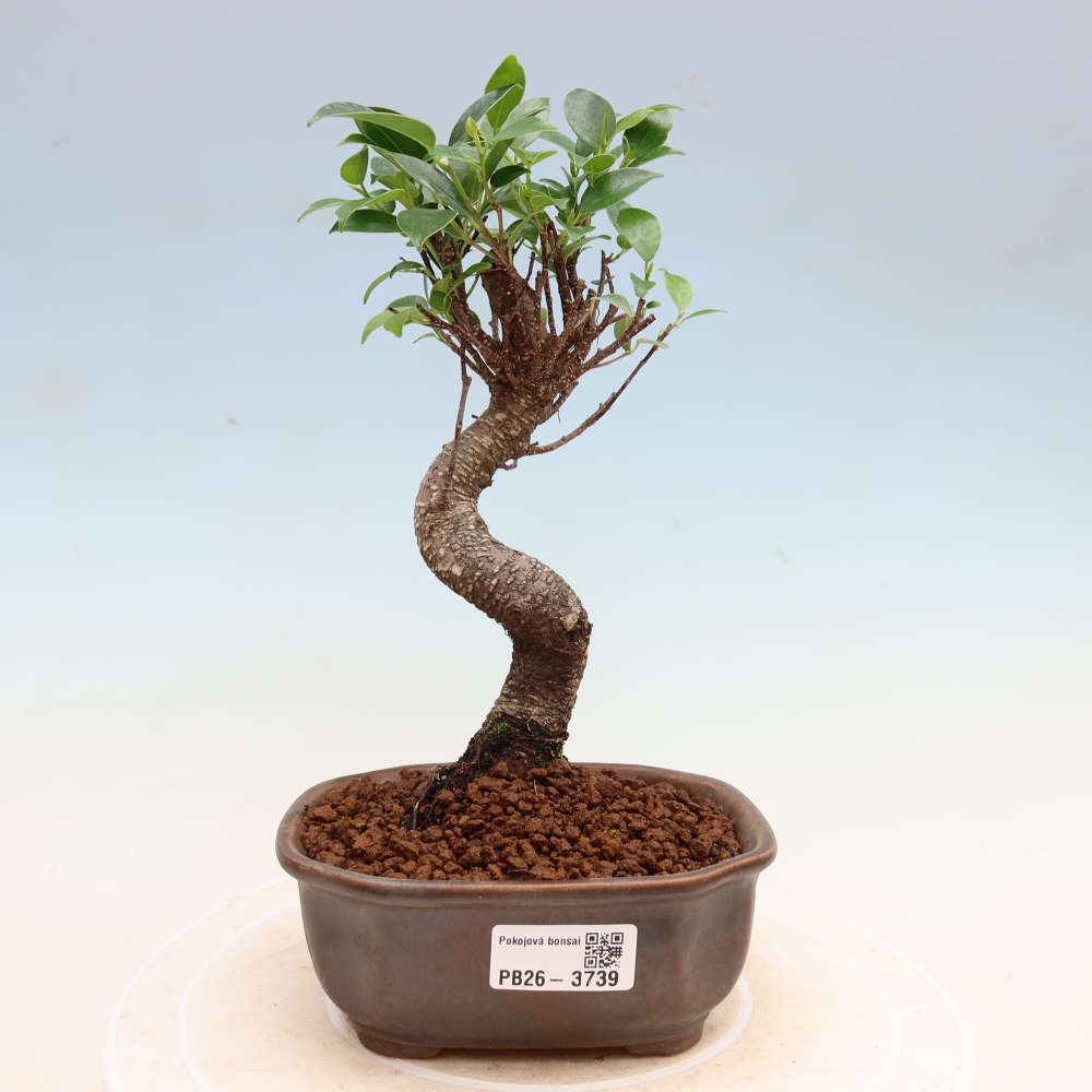 Zimmerbonsai - Ficus kimmen - Kleinblättriger Ficus