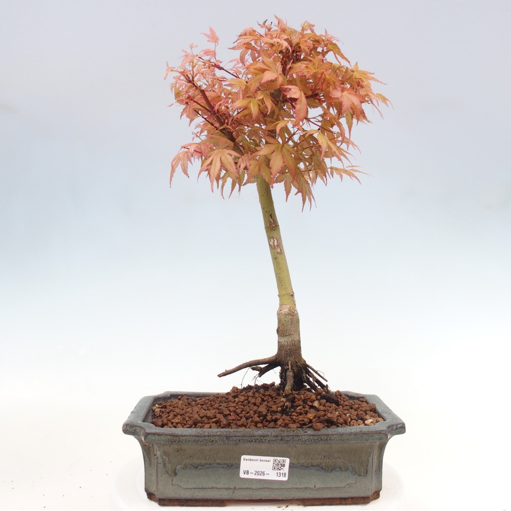 Spitzahorn - Acer palmatum Beni Tsukasa