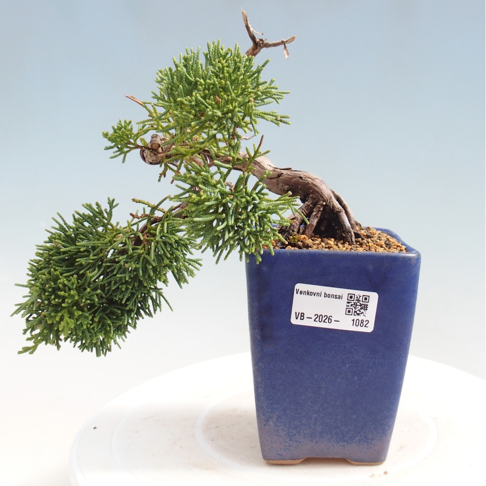 Bonsai für draußen - Juniperus chinensis Kishu