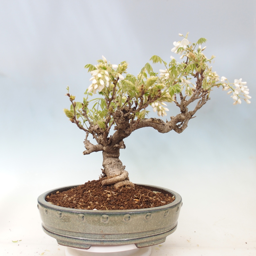 Bonsai für draußen - Vistaria - Glyzinie