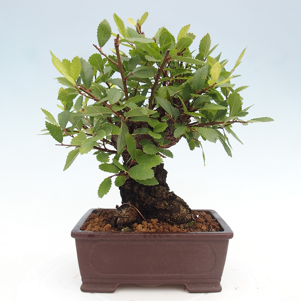 Bonsai für draußen - Zelkova - Zelkova NIRE