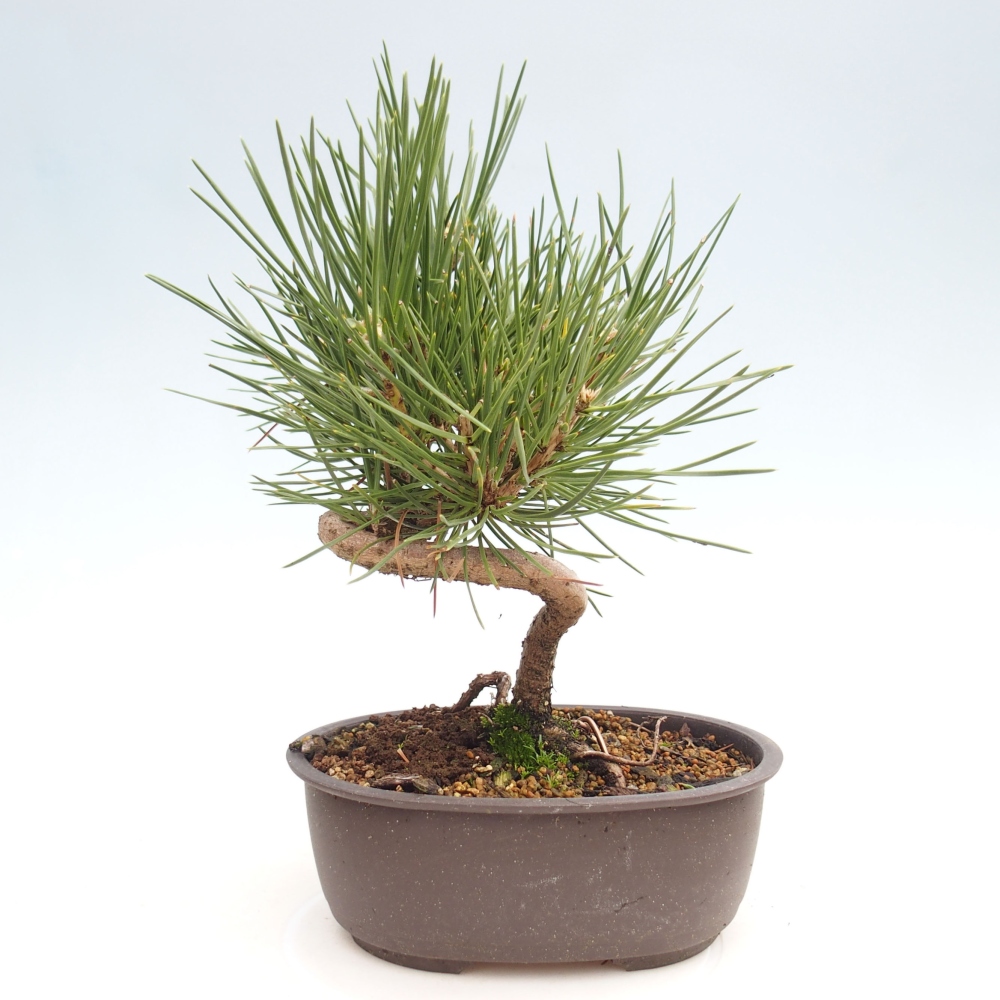 Bonsai für draußen - Pinus thunbergii - Thunberg-Kiefer