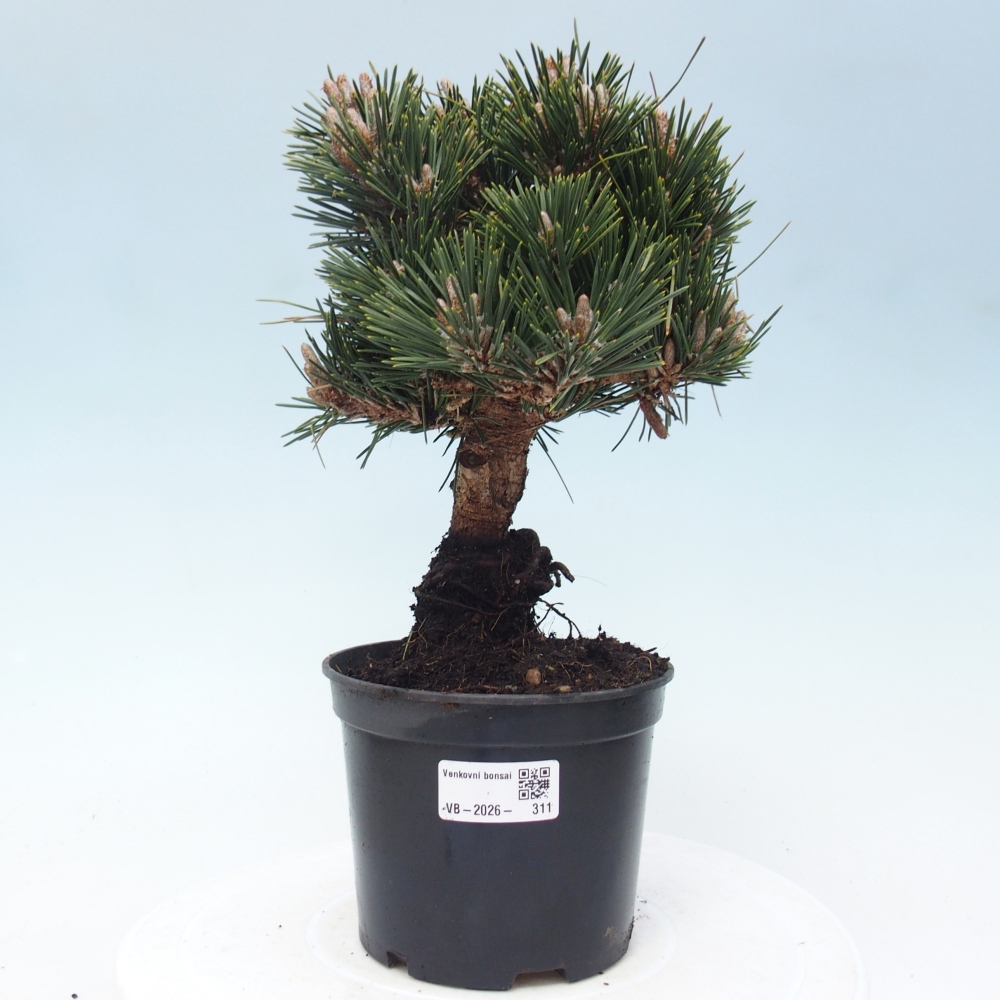 Bonsai für draußen - Pinus thunbergii senjyumaru - Thunberg-Kiefer