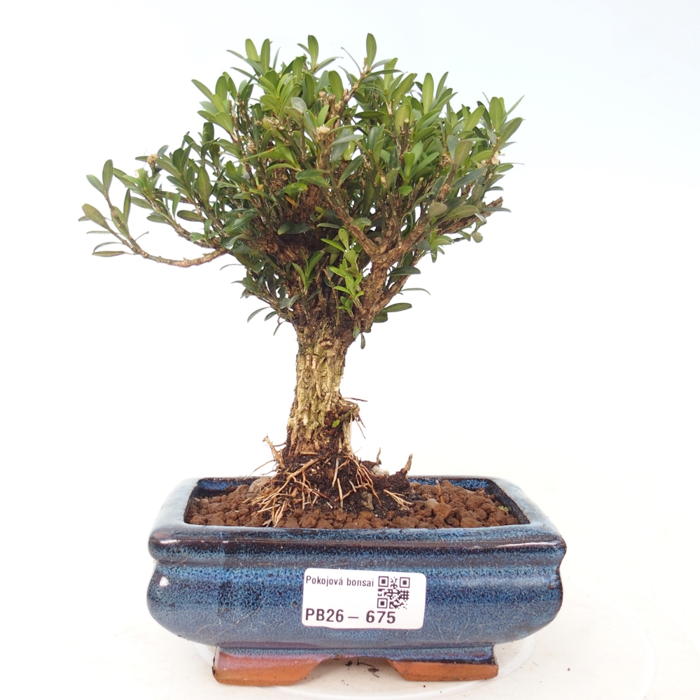Zimmer Bonsai - Buxus harlandii - Korkbuxus