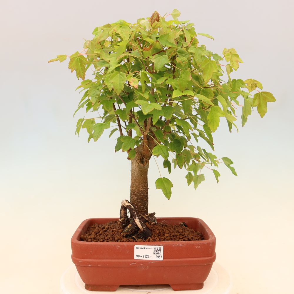 Bonsai für draußen - Ahorn Burger - Acer Burgerianum
