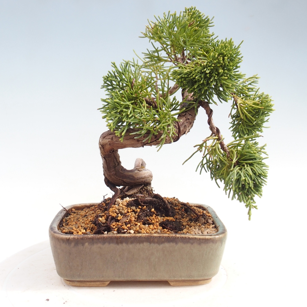 Bonsai für draußen - Juniperus chinensis Kishu