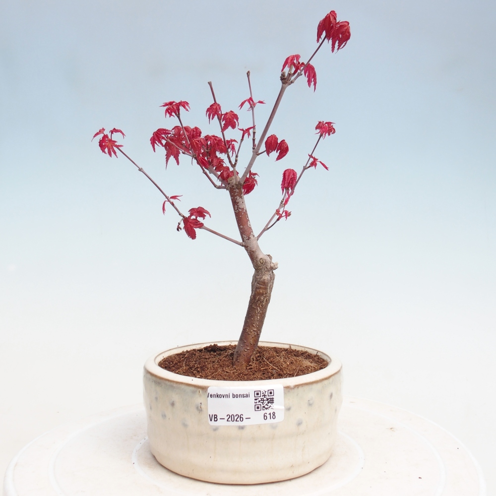 Bonsai für draußen - Acer palmatum DESHOJO