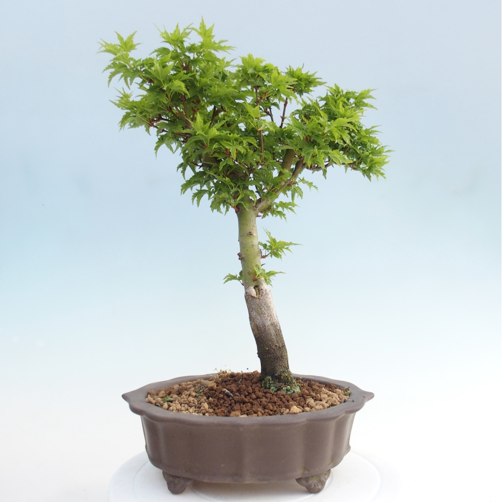 Bonsai für draußen -Javor-Palme Acer palmatum Shishigashira