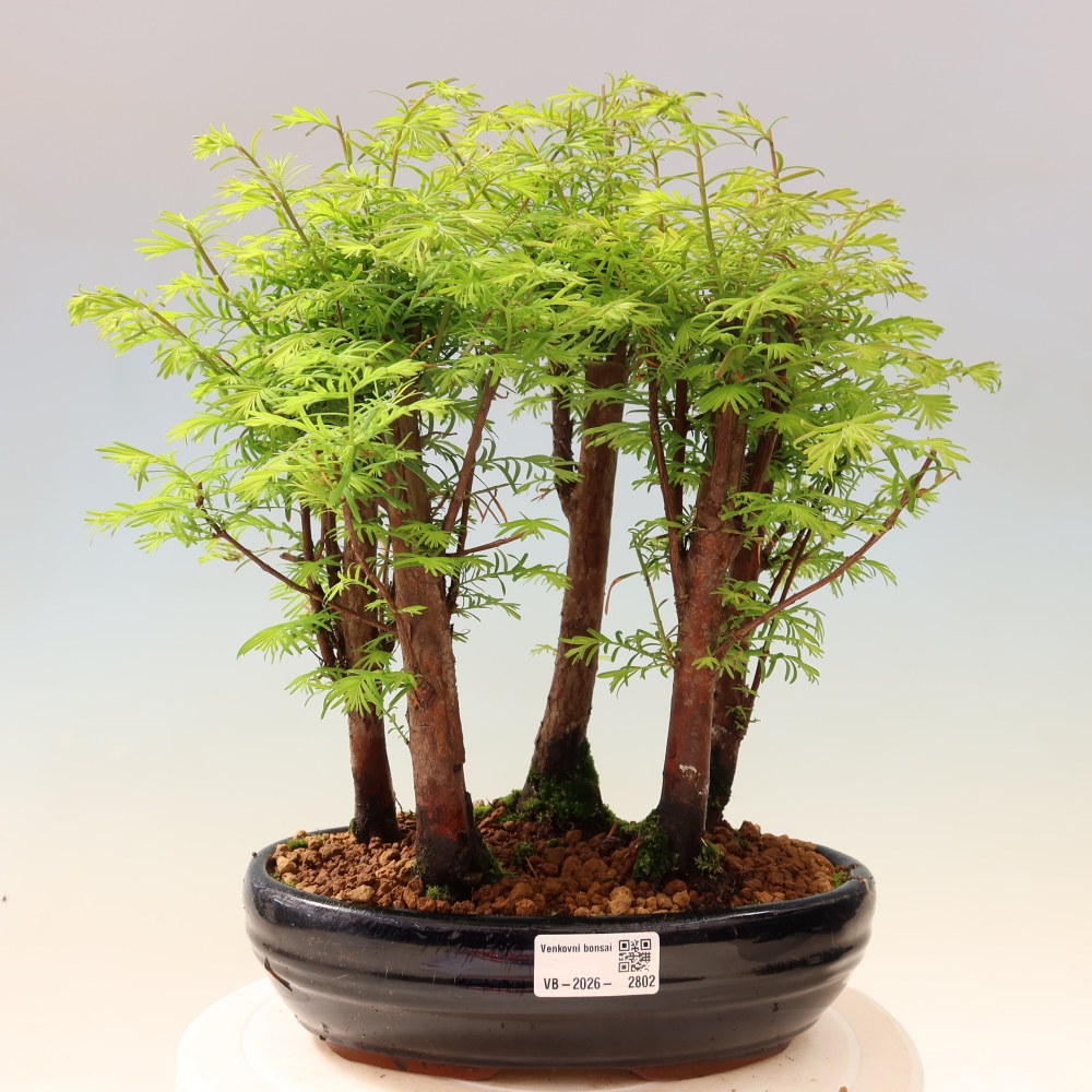 Bonsai für den Außenbereich – Metasequoia glyptostroboides – Chinesische Metasequoia – Wäldchen