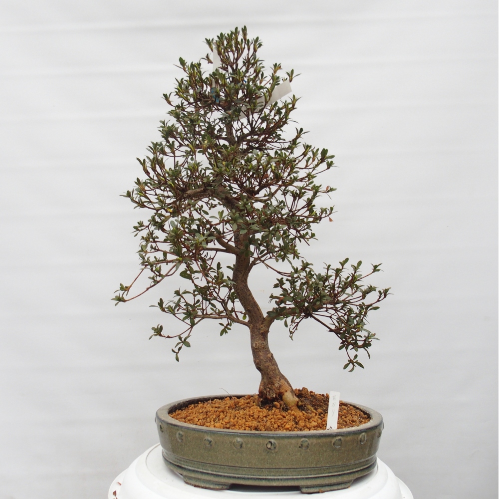 Bonsai für draußen - Japanische Azalee - Azalee Akari