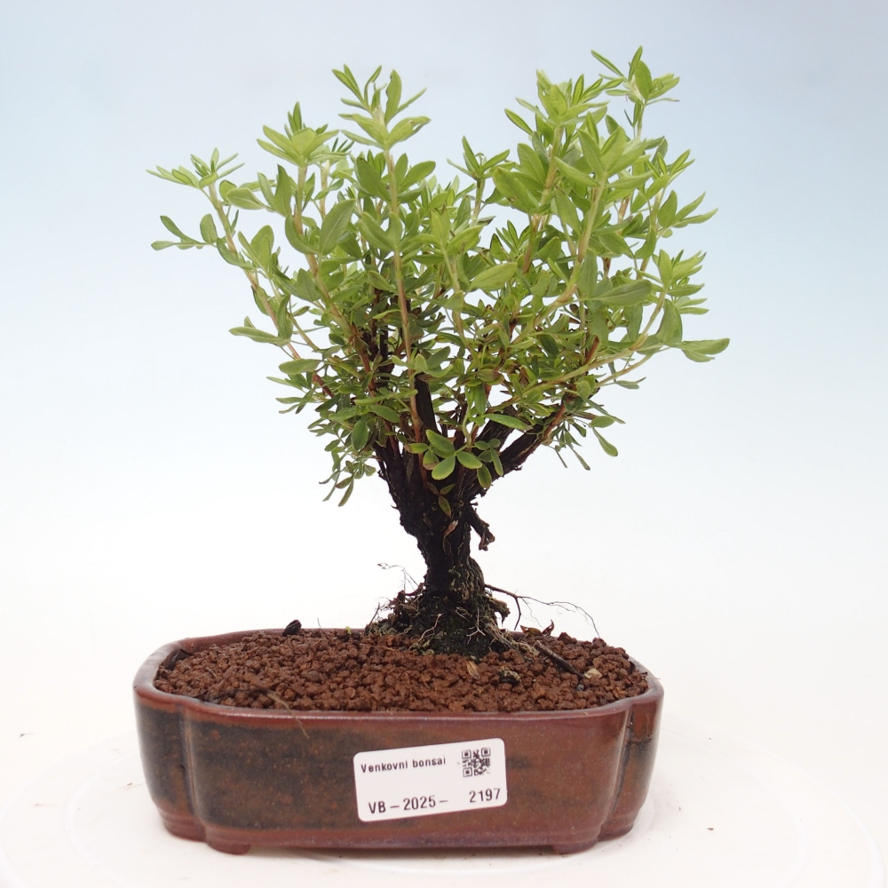 Bonsai für draußen - Potentila fruticosa gelber Vogel