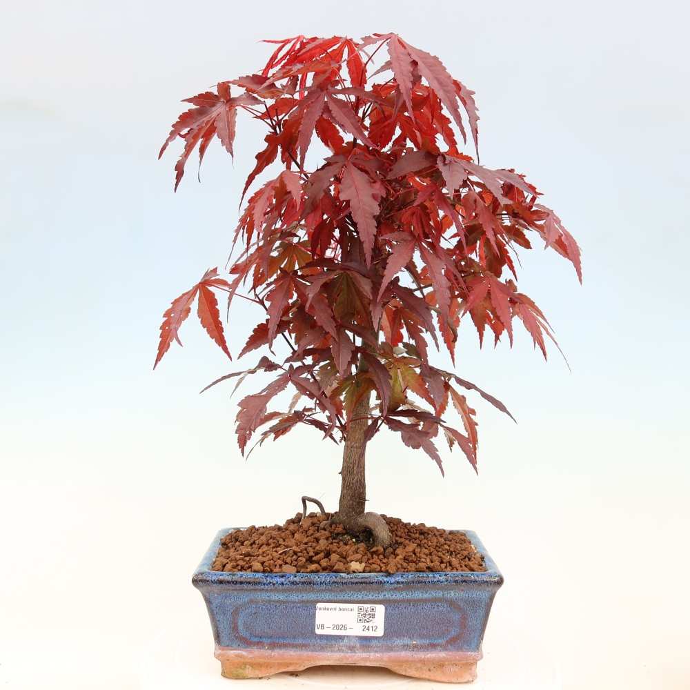 Bonsai für draußen - Acer-Palme. Atropurpureum-Javor palmate