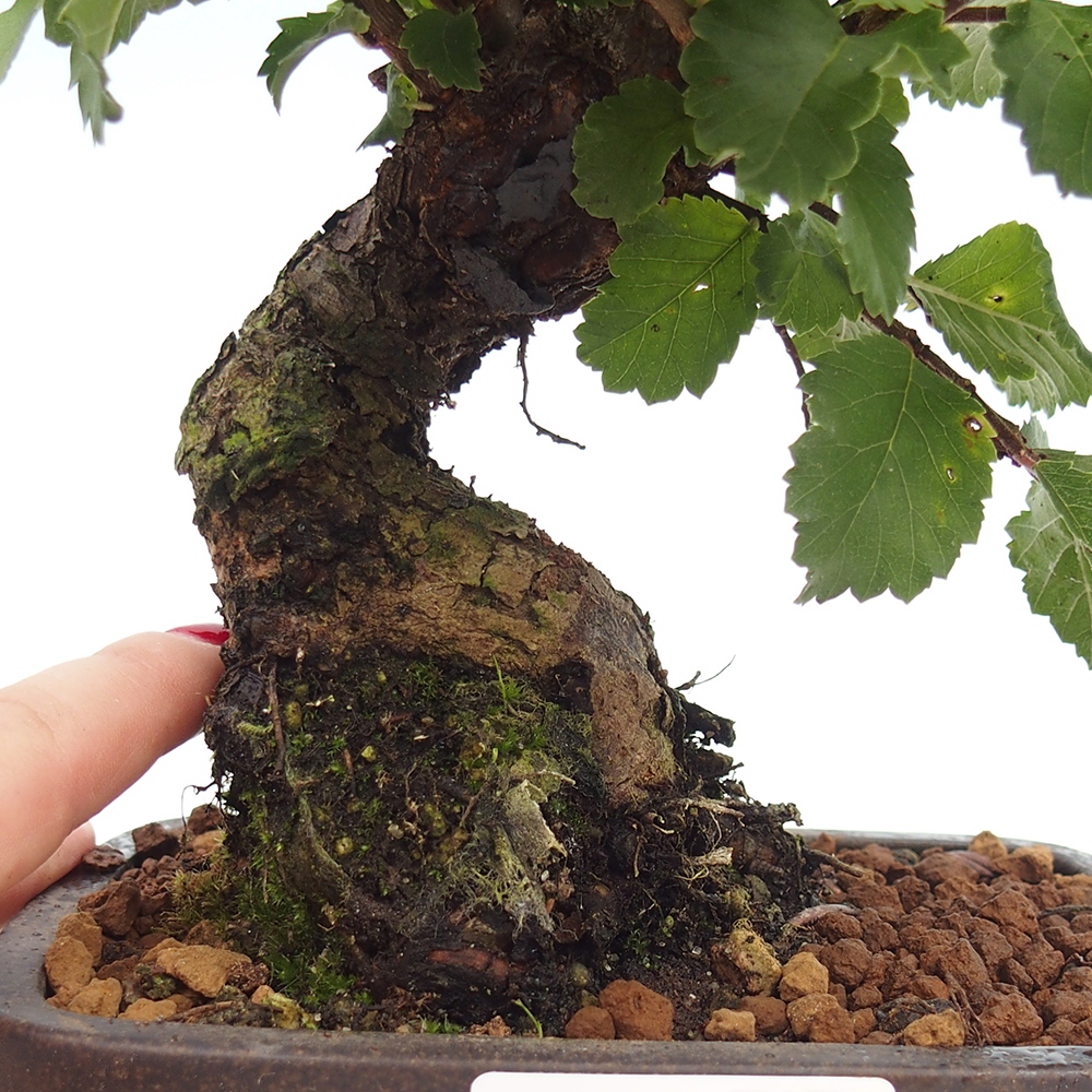 Bonsai für draußen - Zelkova - Zelkova NIRE
