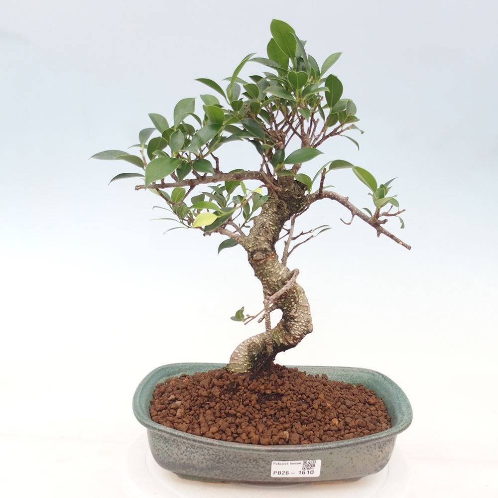 Zimmerbonsai - Ficus kimmen - Kleinblättriger Ficus