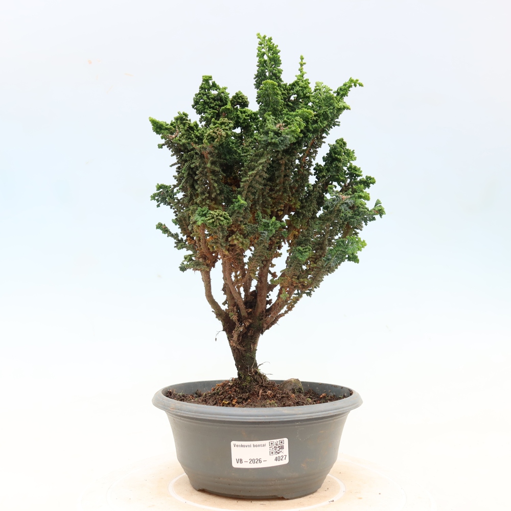 Bonsai für draußen - Cham. obtusa SEKKA HINOKI - Zypresse
