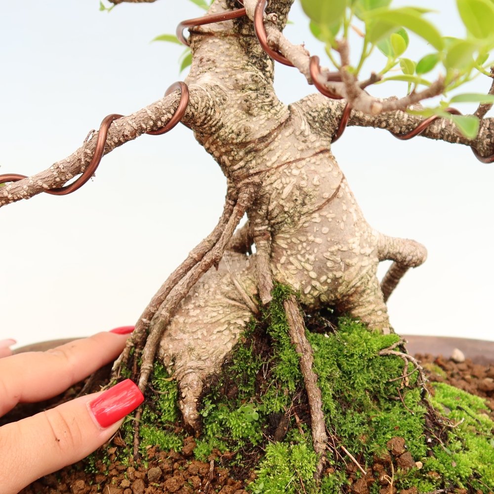 Zimmerbonsai - Ficus kimmen - Kleinblättriger Ficus