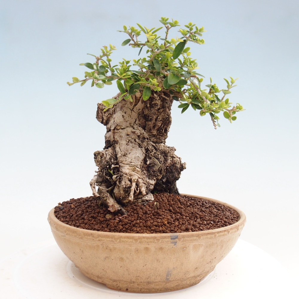 Zimmerbonsai - Olea europaea sylvestris