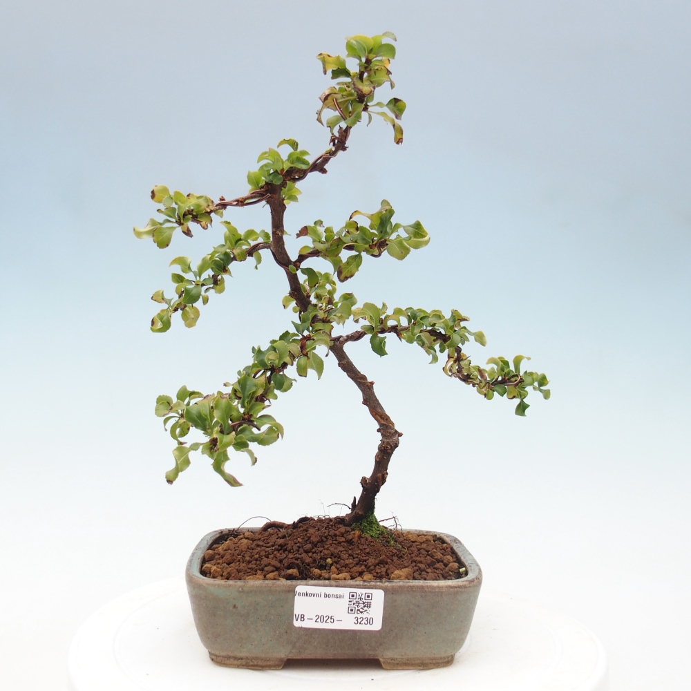 Bonsai für draußen - Chaneomeles s. Red Joy - Quitte