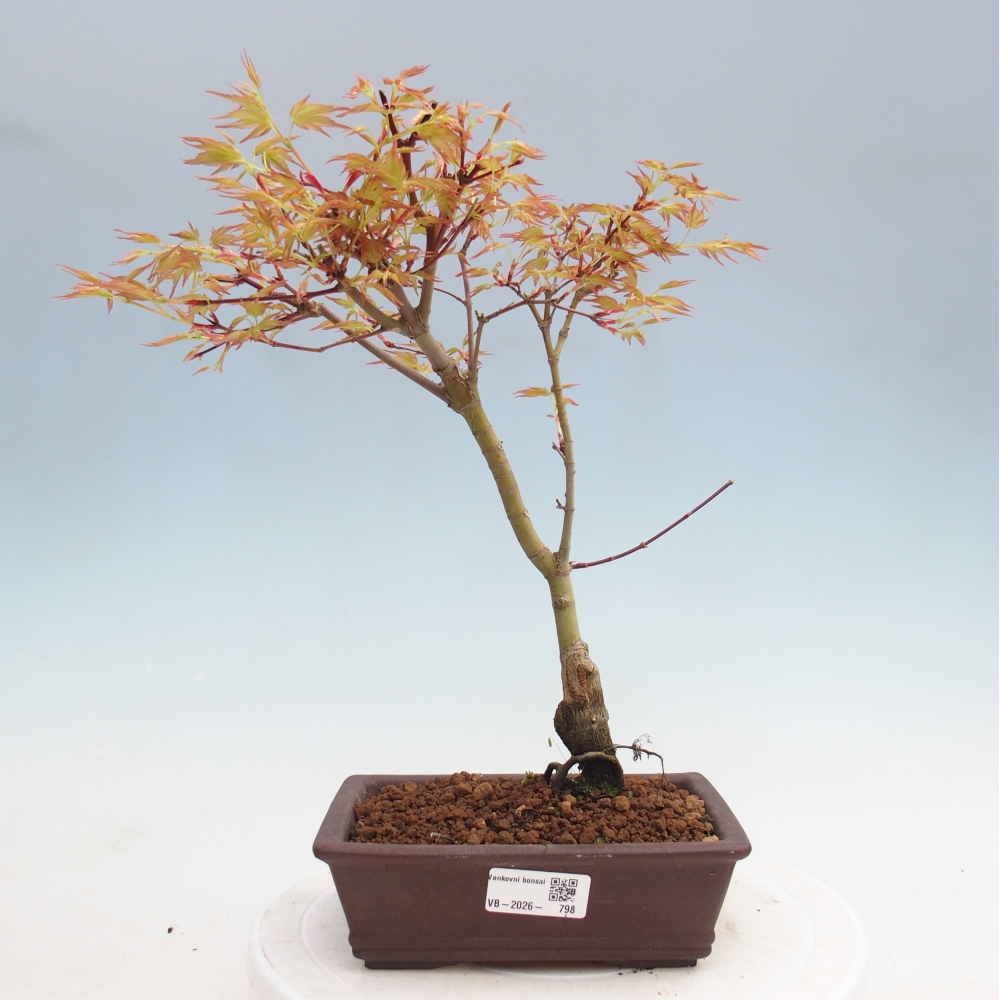 Spitzahorn - Acer palmatum Beni Tsukasa
