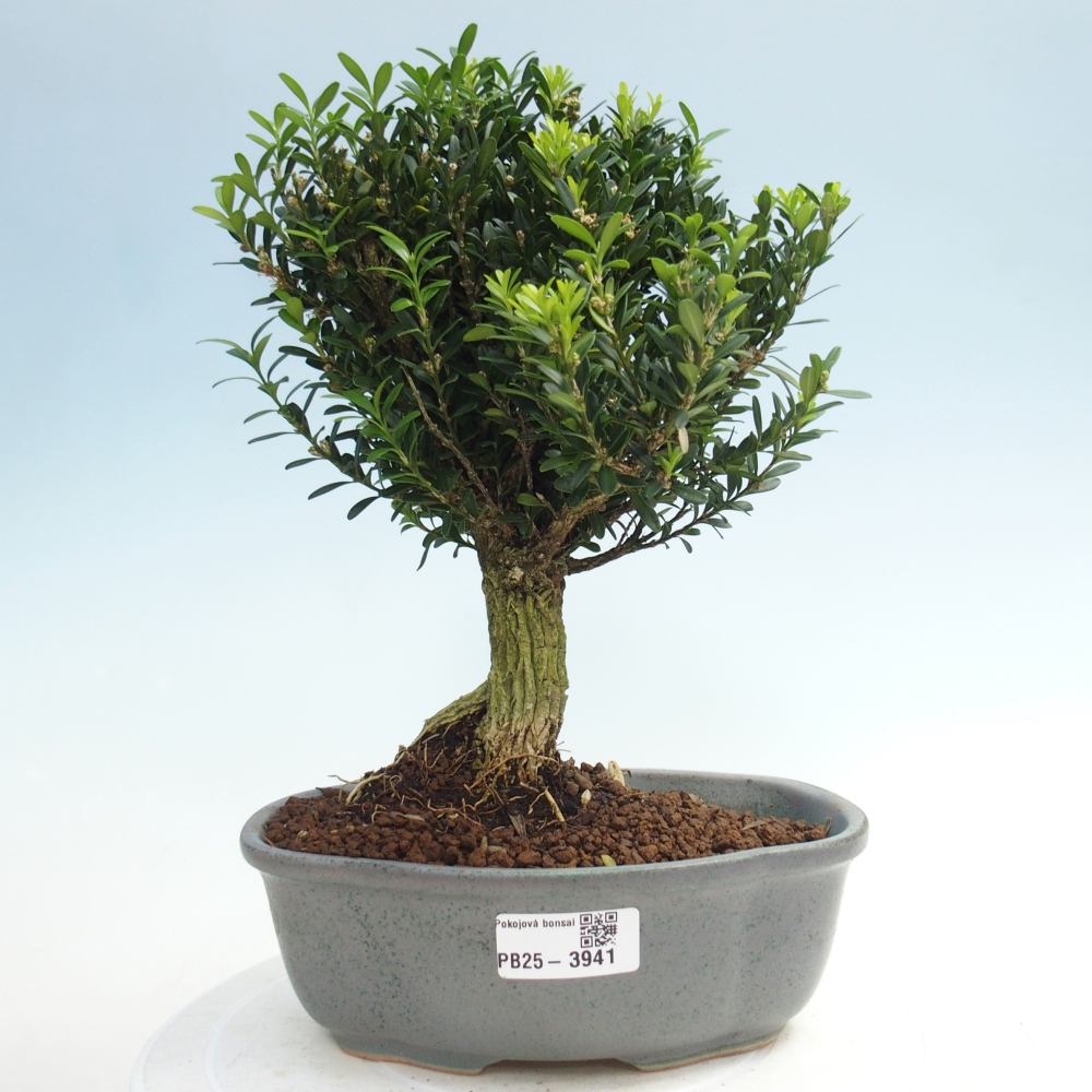 Zimmer Bonsai - Buxus harlandii - Korkbuxus