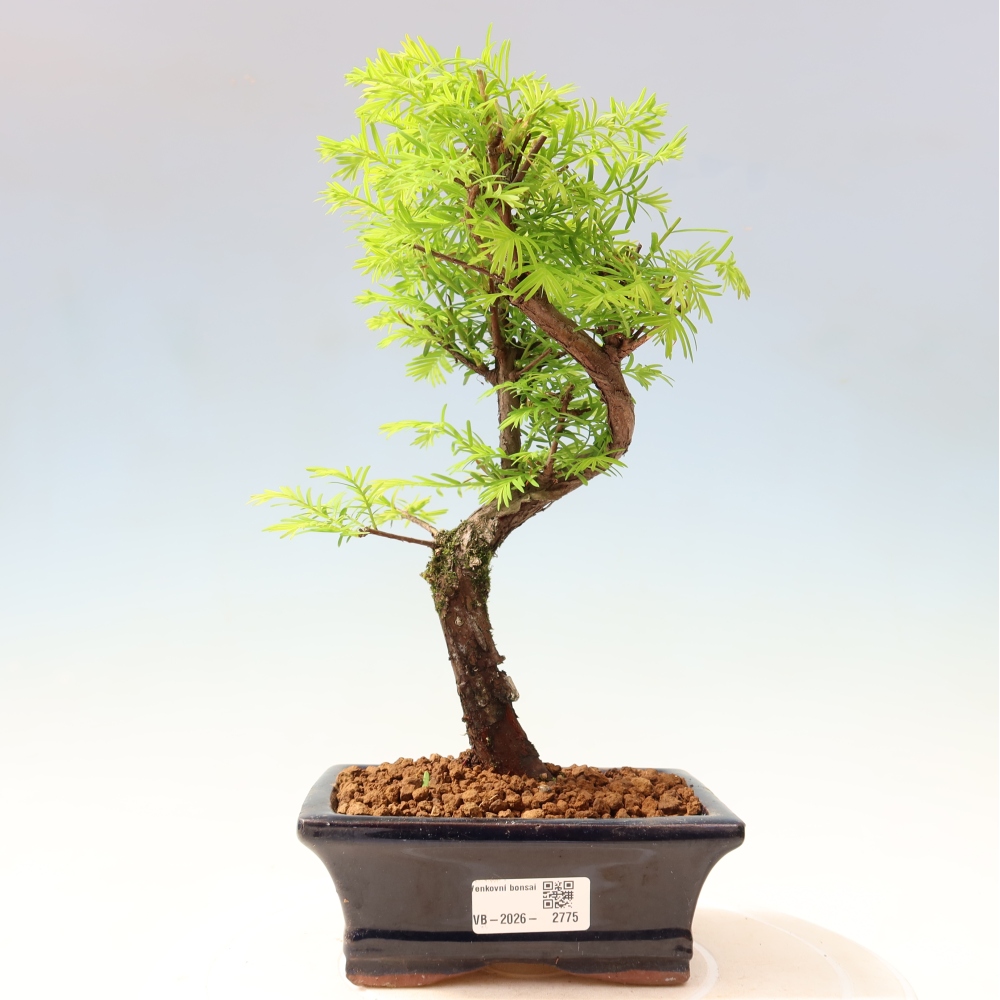 Bonsai für draußen - Metasequoia glyptostroboides - Chinesische Metasequoia