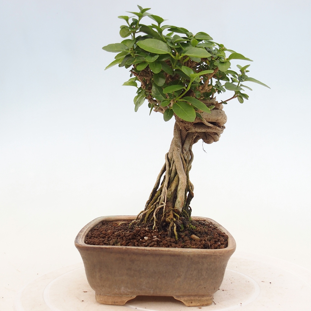 Zimmerbonsai - Premna serratifolia - Kozlovna malolista