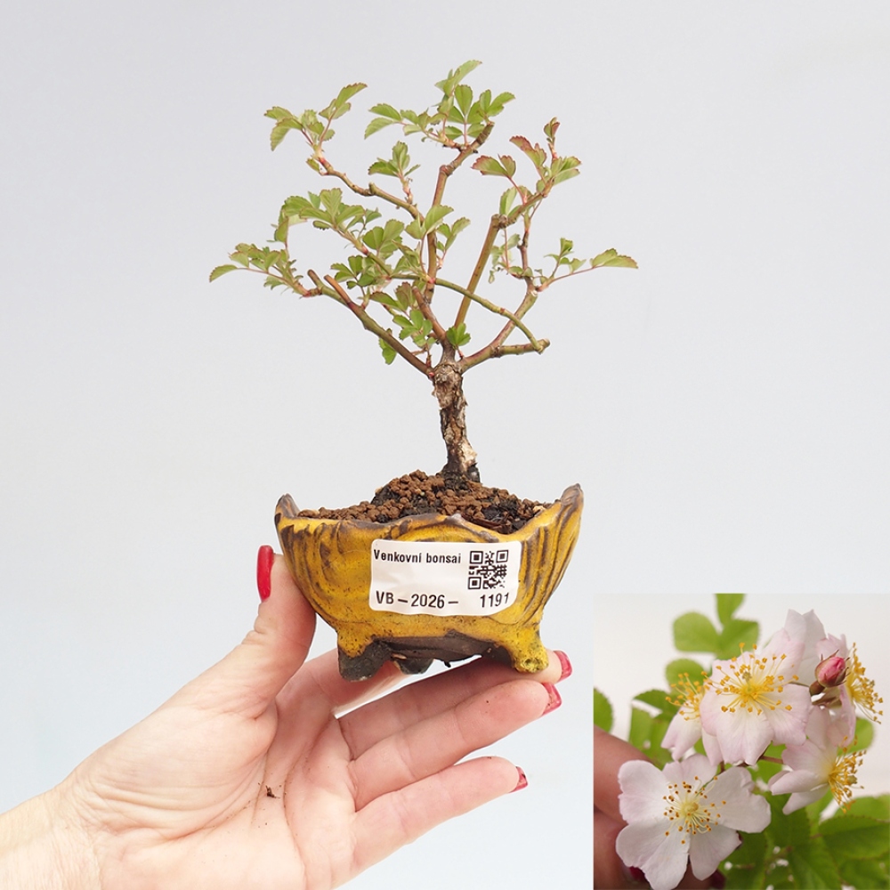 Bonsai für draußen - Rosa sp. - kleinblütige Rose