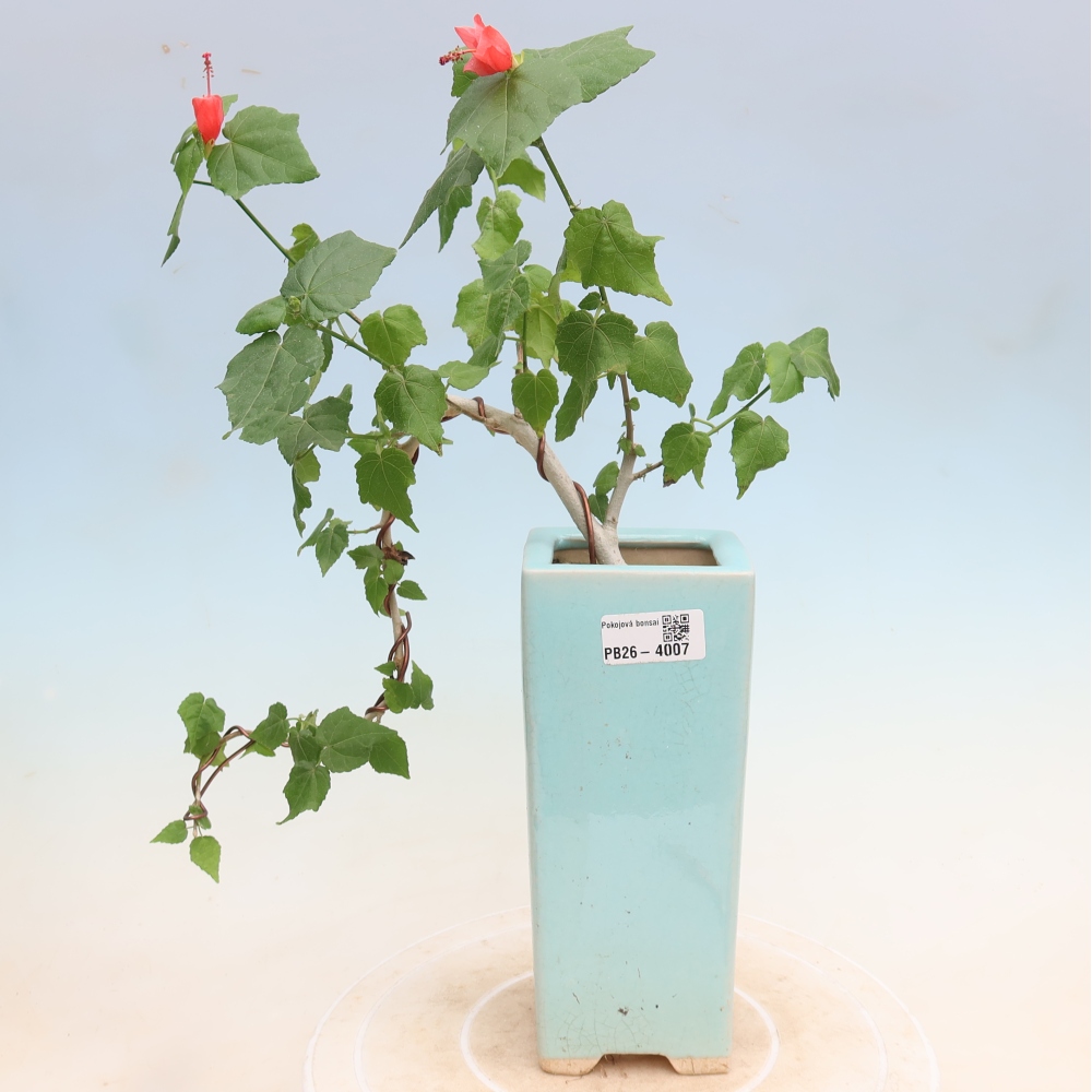 Zimmerbonsai - Malvaviscus arboreus