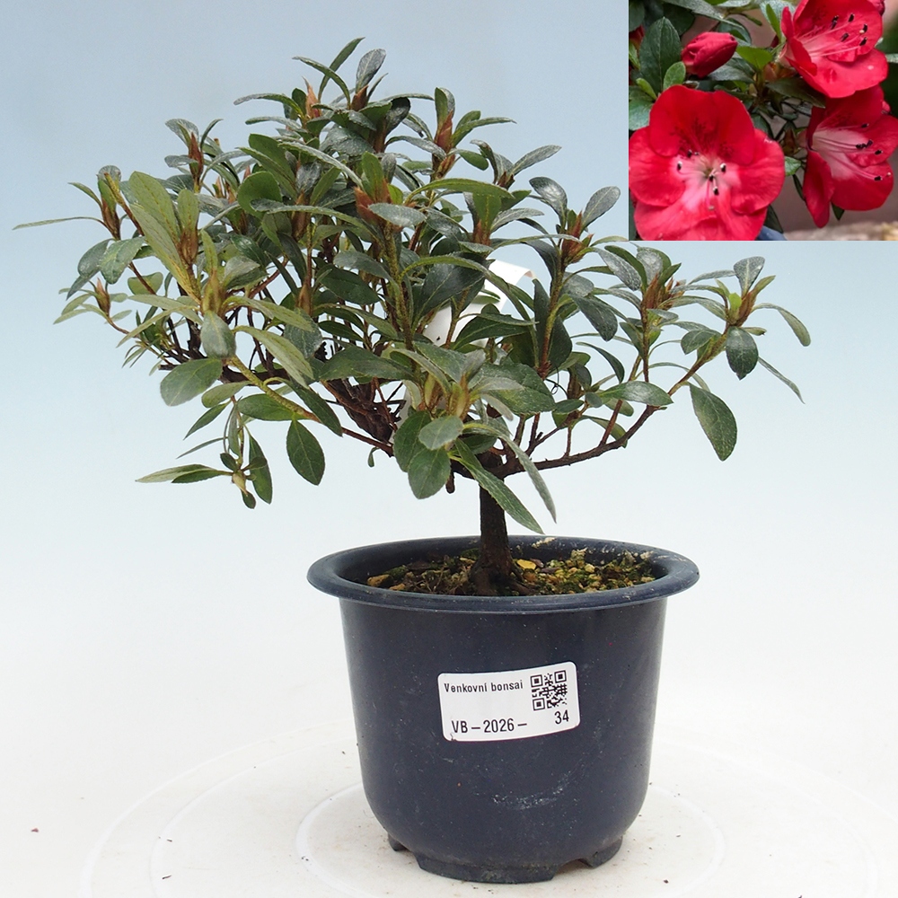Bonsai für draußen - Japanische Azalee - Azalea Benibeni