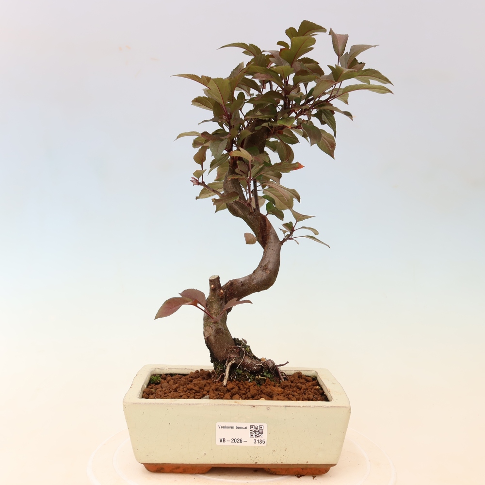Outdoor-Bonsai -Malus domestica - Kleinfrüchtiger rotblättriger Apfelbaum