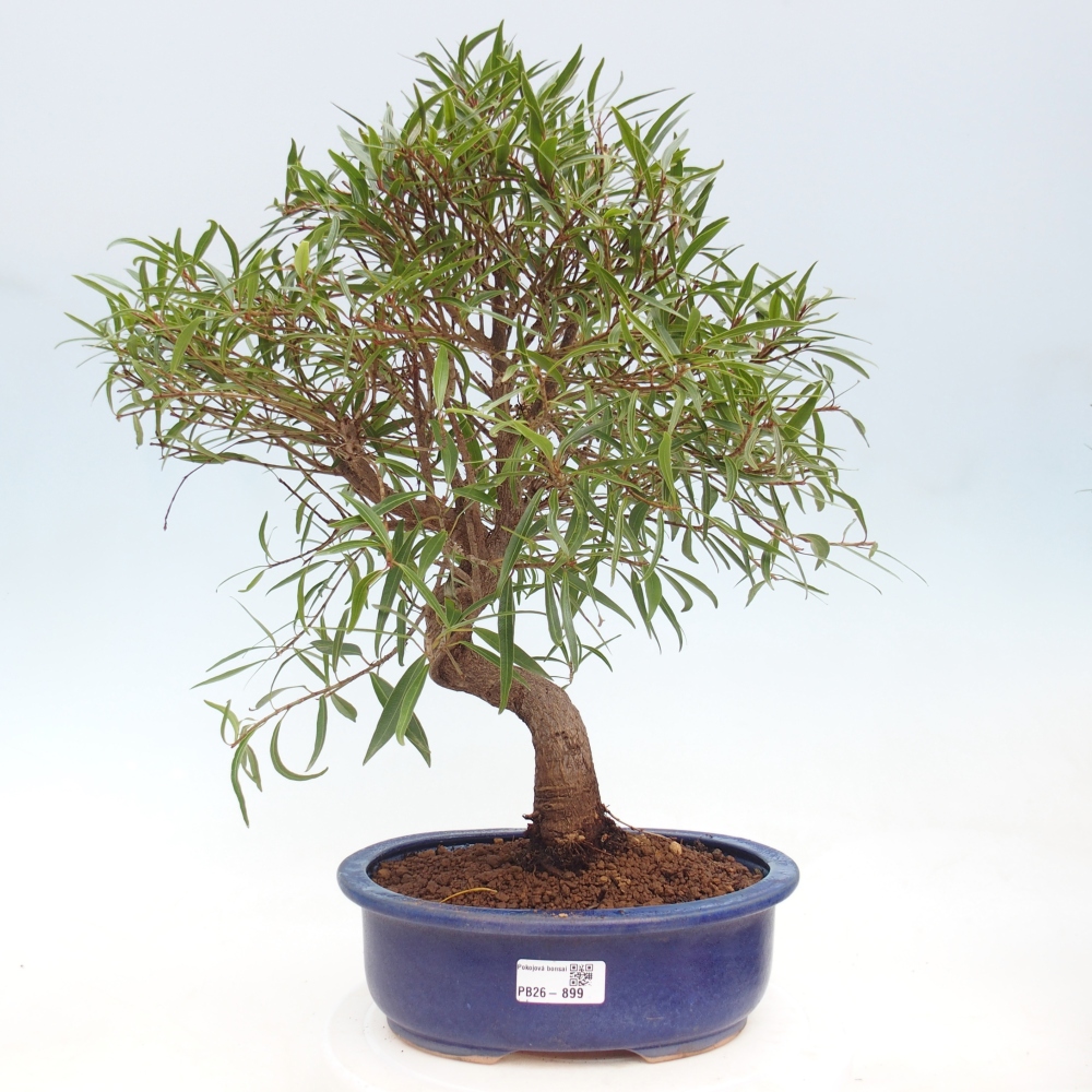 Zimmerbonsai - Ficus nerifolia - Kleinblättriger Ficus