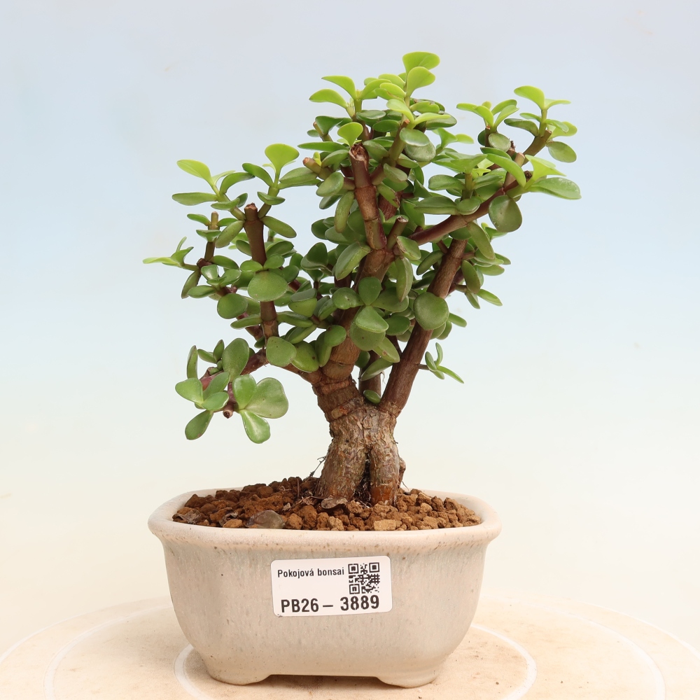 Zimmer Bonsai - Portulakaria Afra - Tlustice