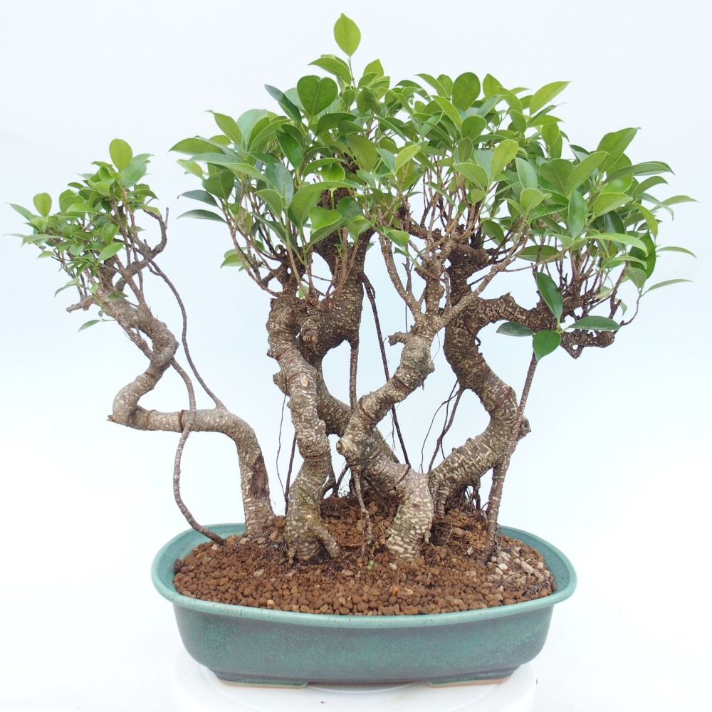 Zimmerbonsai - Ficus kimmen - Kleinblättriger Ficus