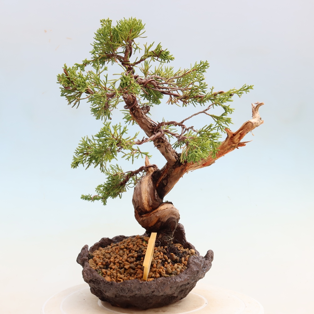 Bonsai für draußen - Juniperus chinensis Itoigawa-Juniperus chinensis