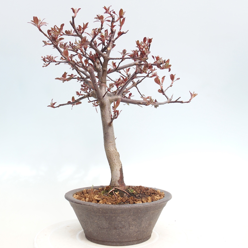 Outdoor-Bonsai -Malus domestica - Kleinfrüchtiger rotblättriger Apfelbaum