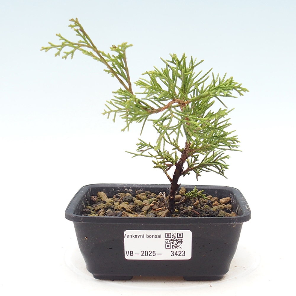 Bonsai für draußen - Juniperus chinensis Itoigawa
