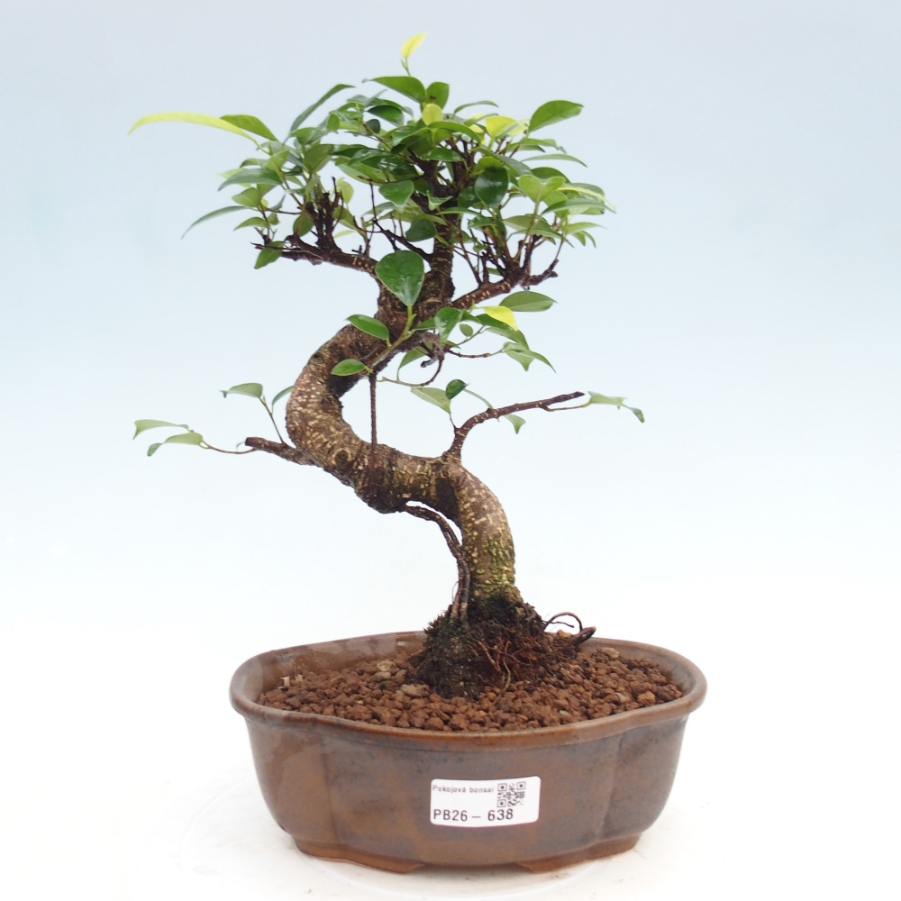 Zimmerbonsai - Ficus kimmen - Kleinblättriger Ficus