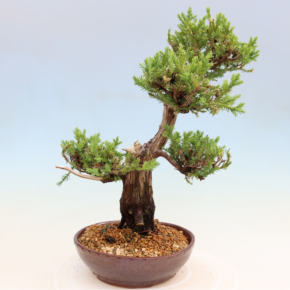 Bonsai für den Außenbereich – Juniperus squamata – Schuppiger Wacholder