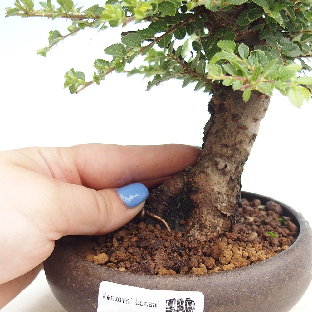 Bonsai für draußen - Ulmus parvifolia Hokkaido - Chinesische Ulme