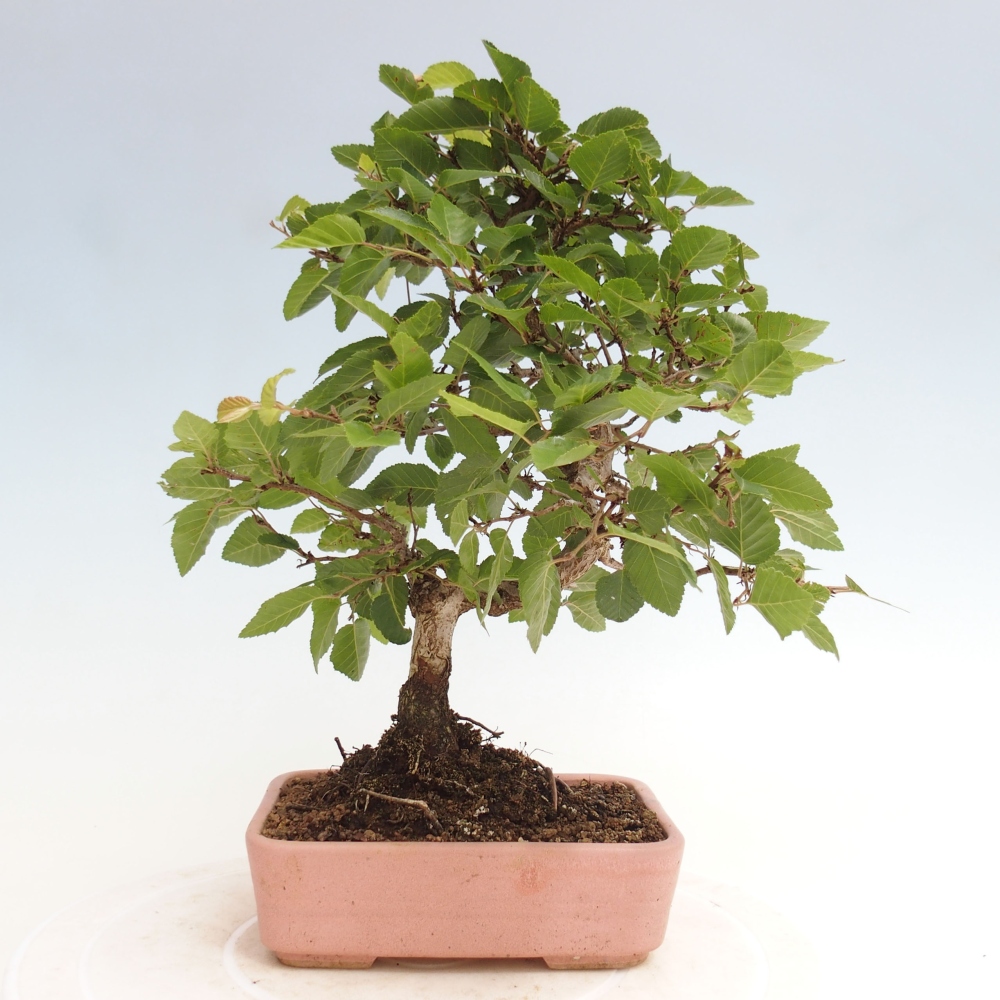 Bonsai für draußen -Carpinus CARPINOIDES - Koreanische Hainbuche
