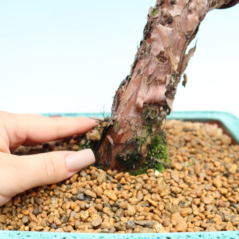 Bonsai für draußen - Juniperus chinensis Kishu