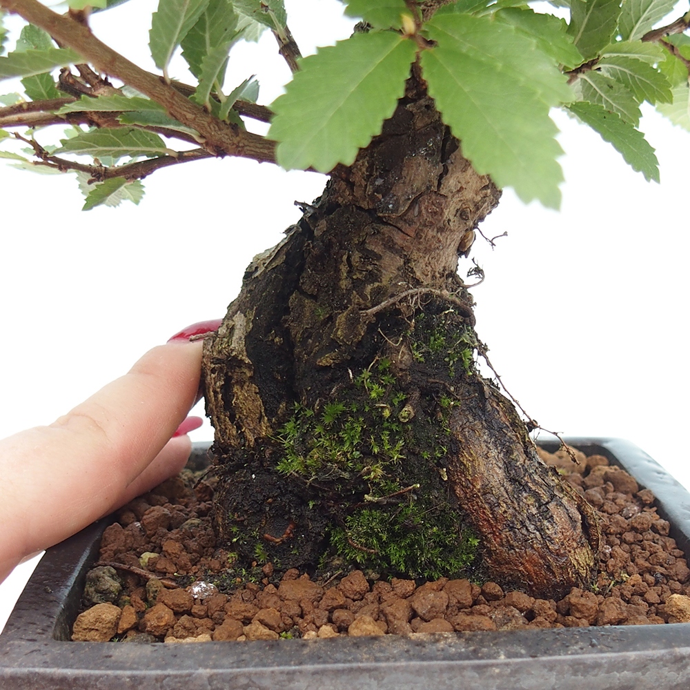 Bonsai für draußen - Zelkova - Zelkova NIRE