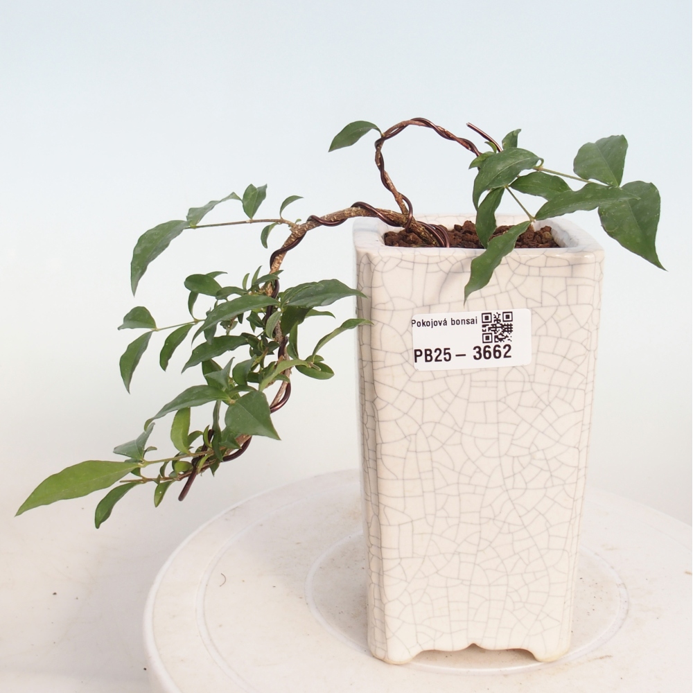 Zimmer Bonsai - Malpighia coccigera- Barbdor Kirsche